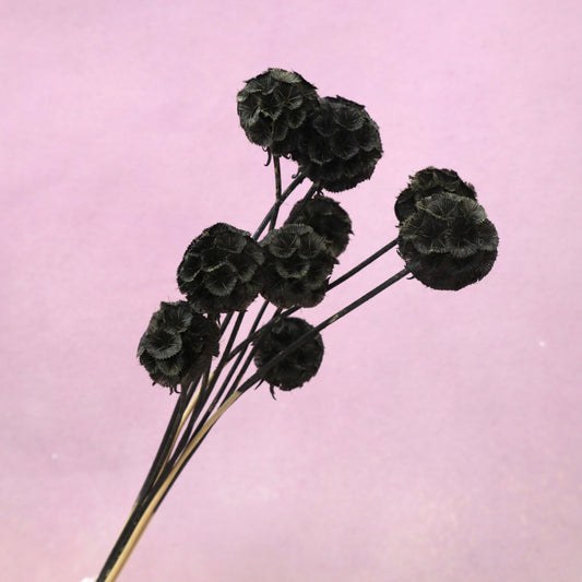 Scabiosa Black