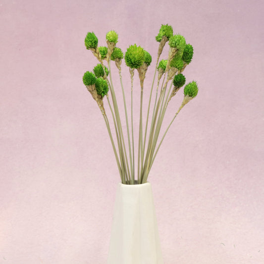 Globe Amaranth Green