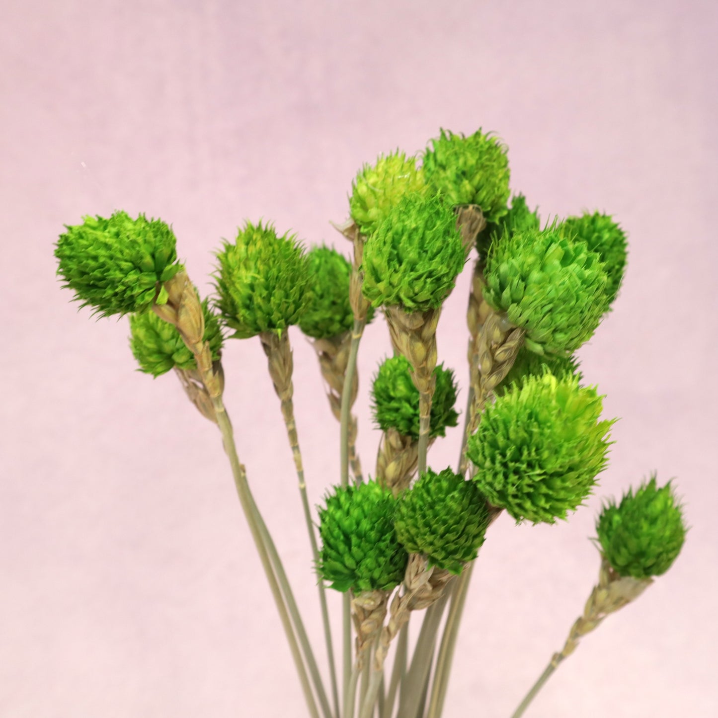 Globe Amaranth Green