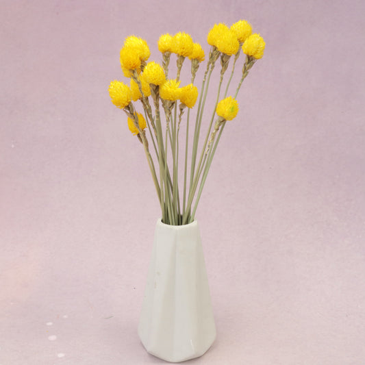 Globe Amaranth Yellow