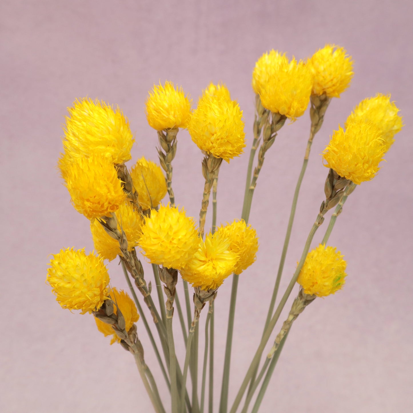 Globe Amaranth Yellow