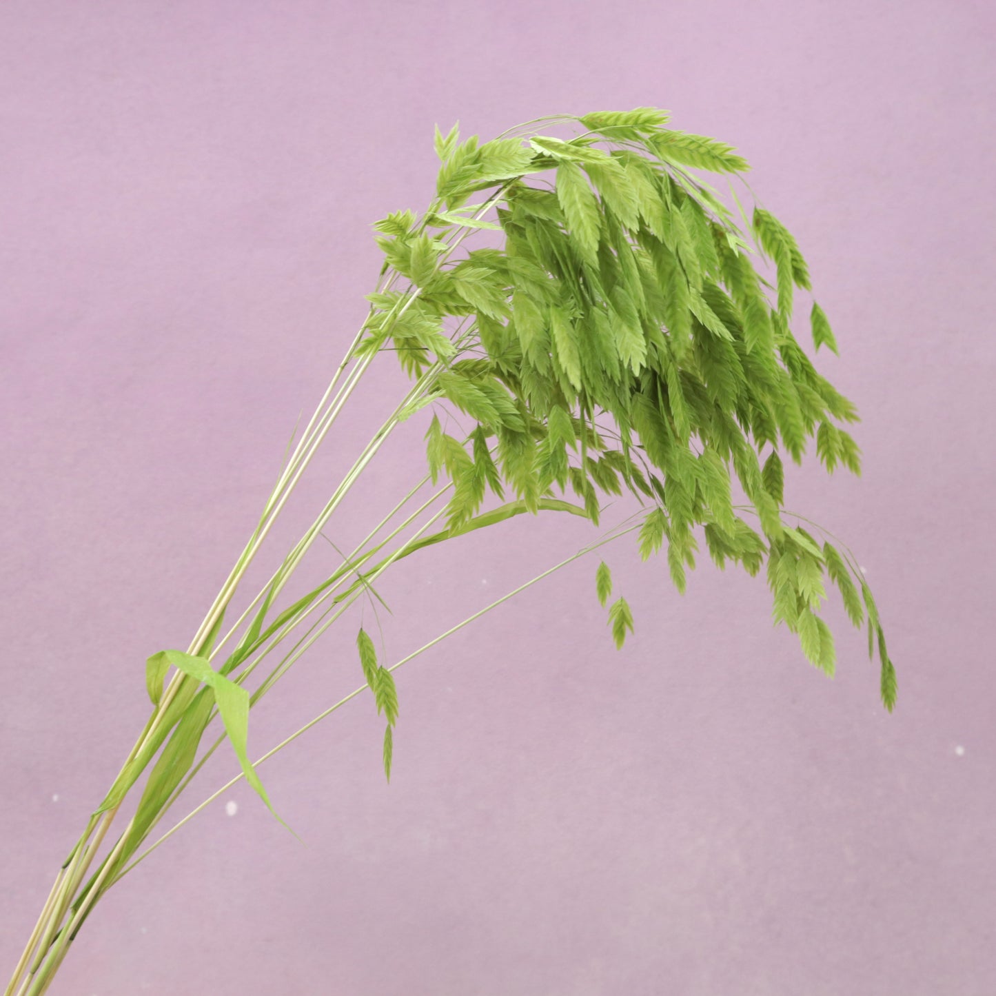 Sea Oats Grass Green