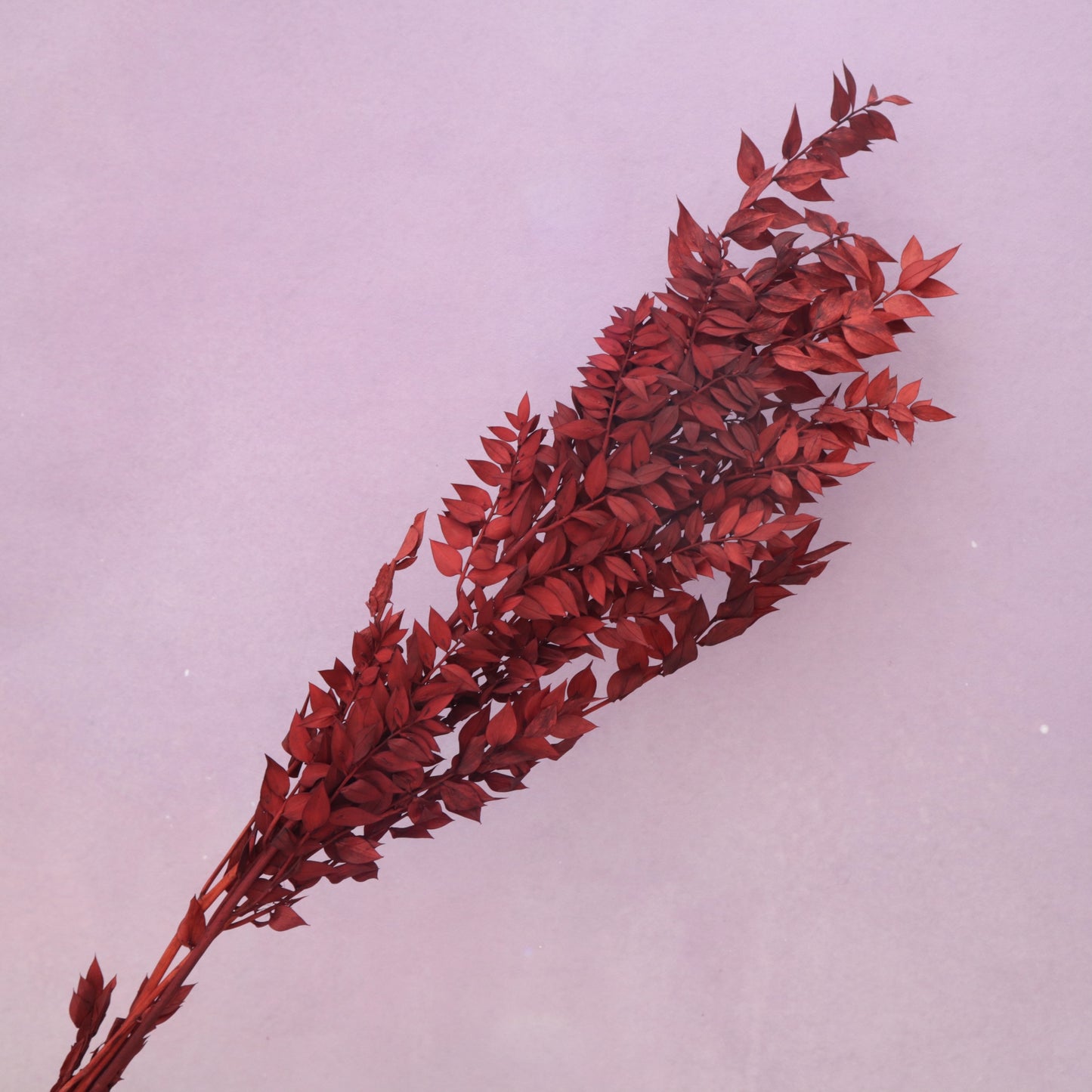 Italian Ruscus Dark Red