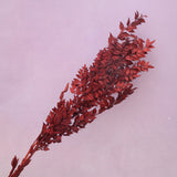Italian Ruscus Dark Red