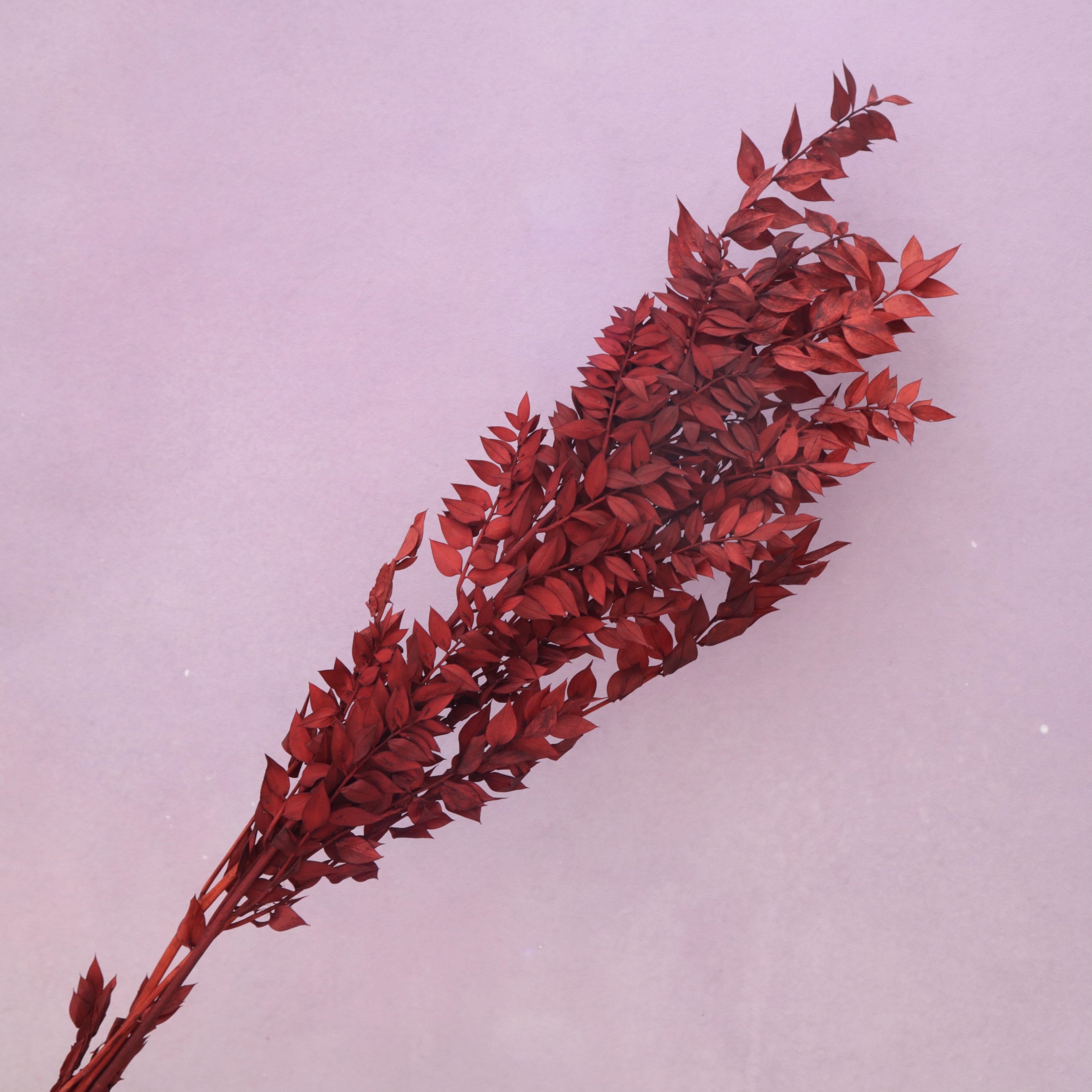 Italian Ruscus Dark Red