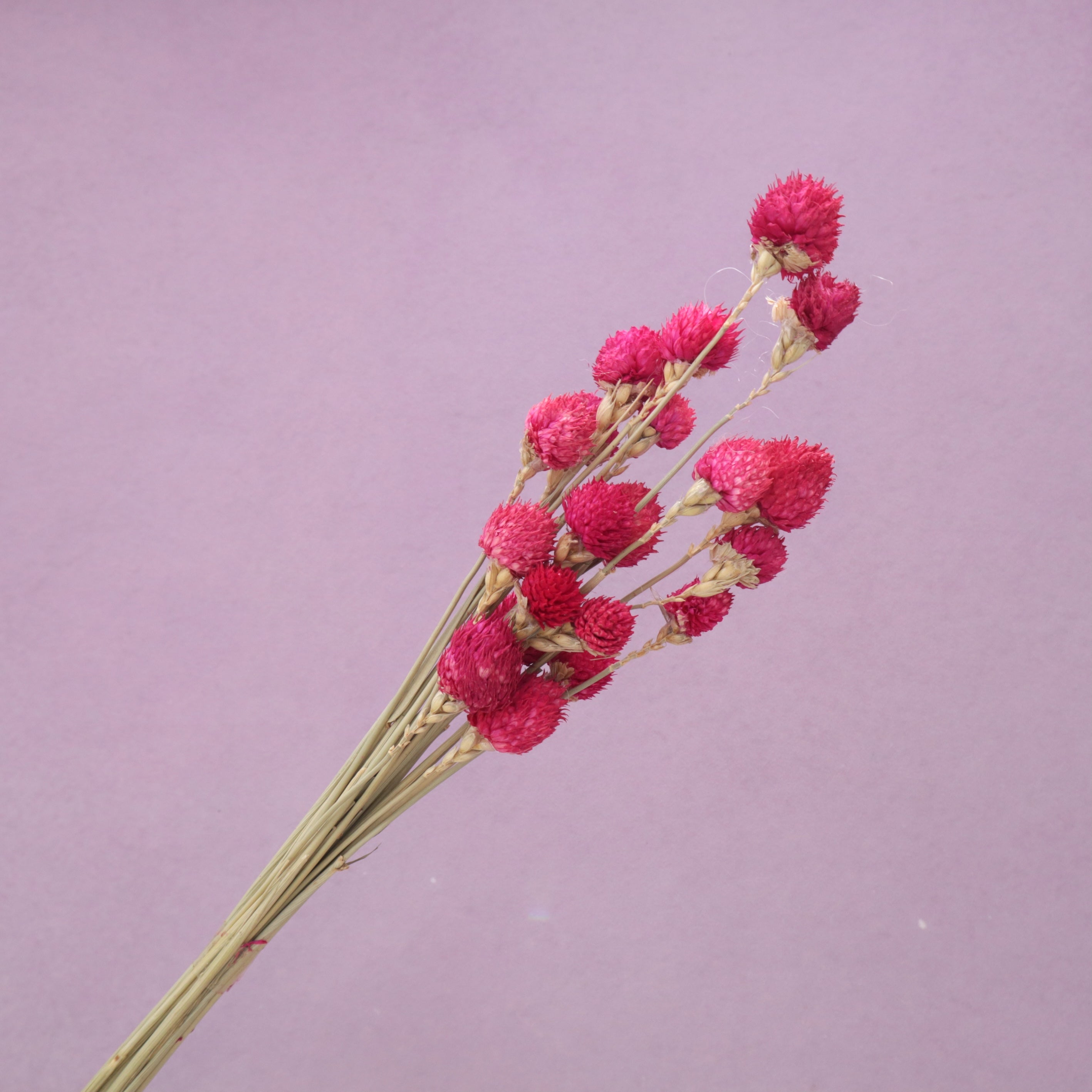 Globe Amaranth Hot Pink
