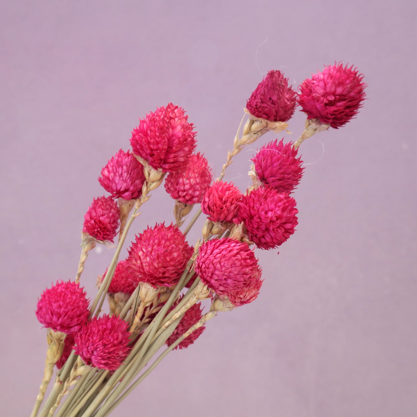 Globe Amaranth Hot Pink
