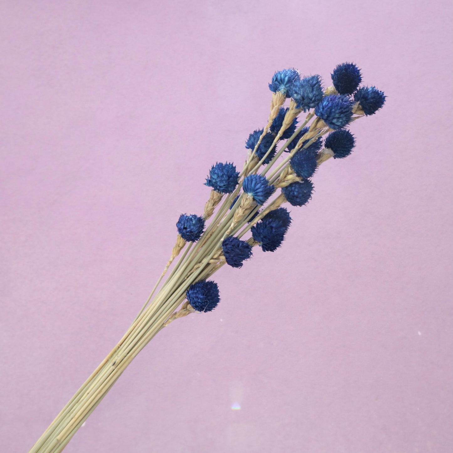 Globe Amaranth Navy