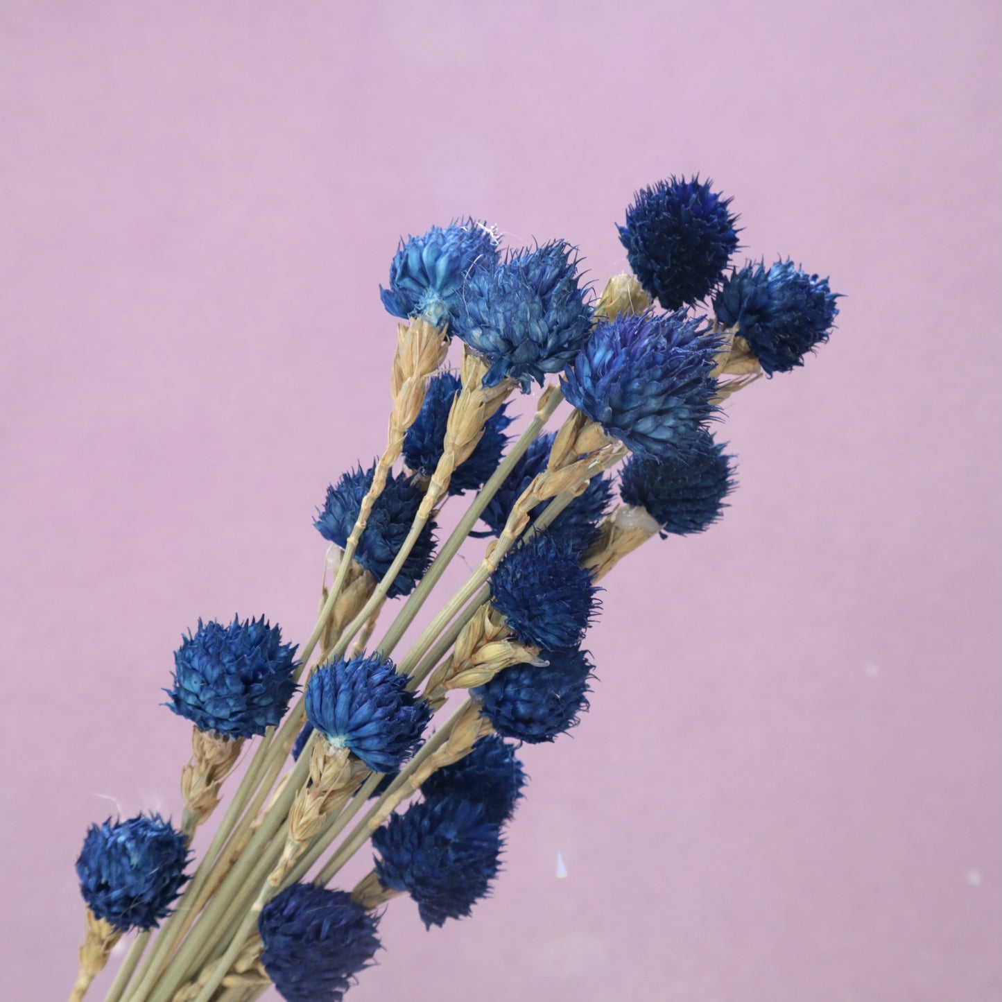 Globe Amaranth Navy