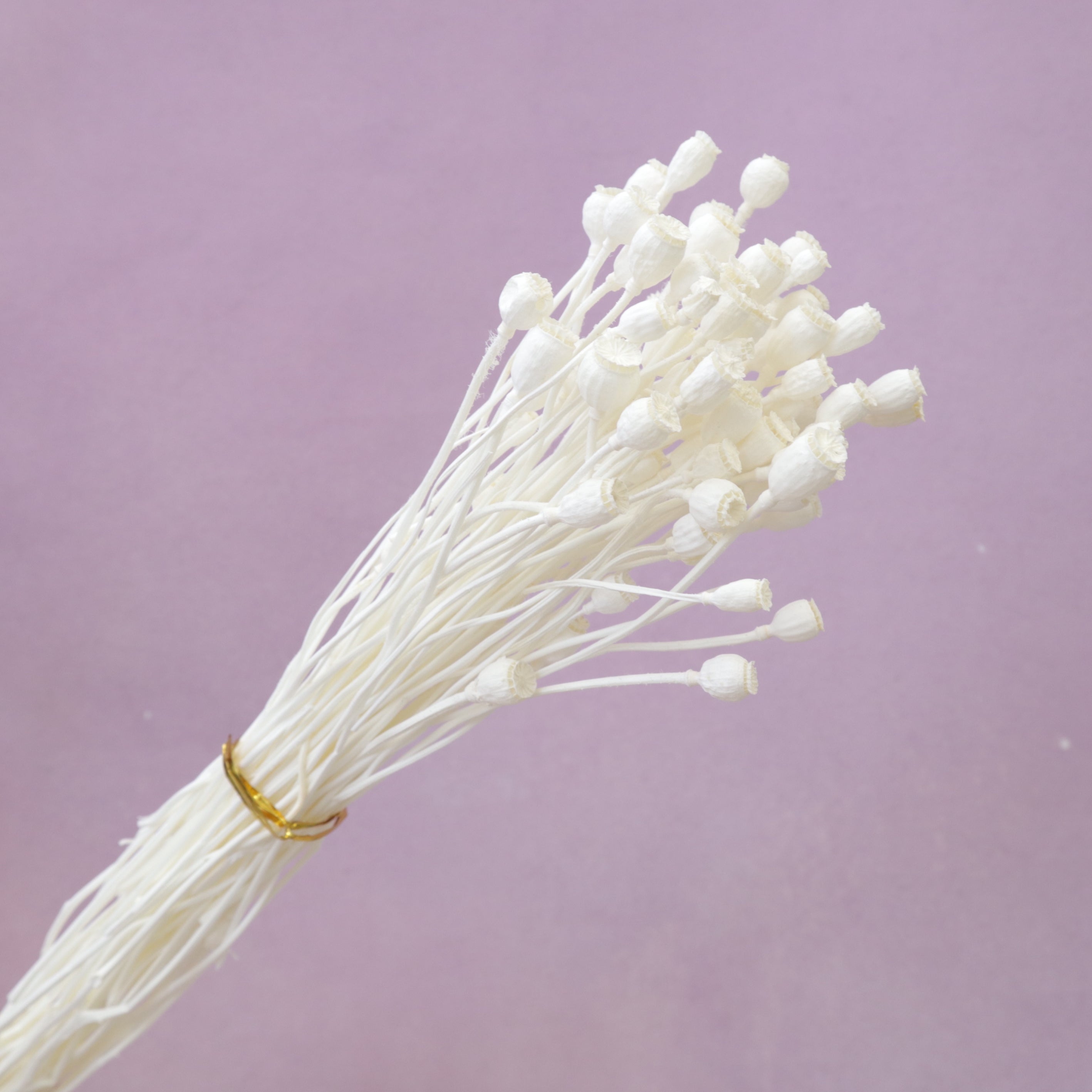 Mini Poppy Pods White – Floral Forest Wholesale