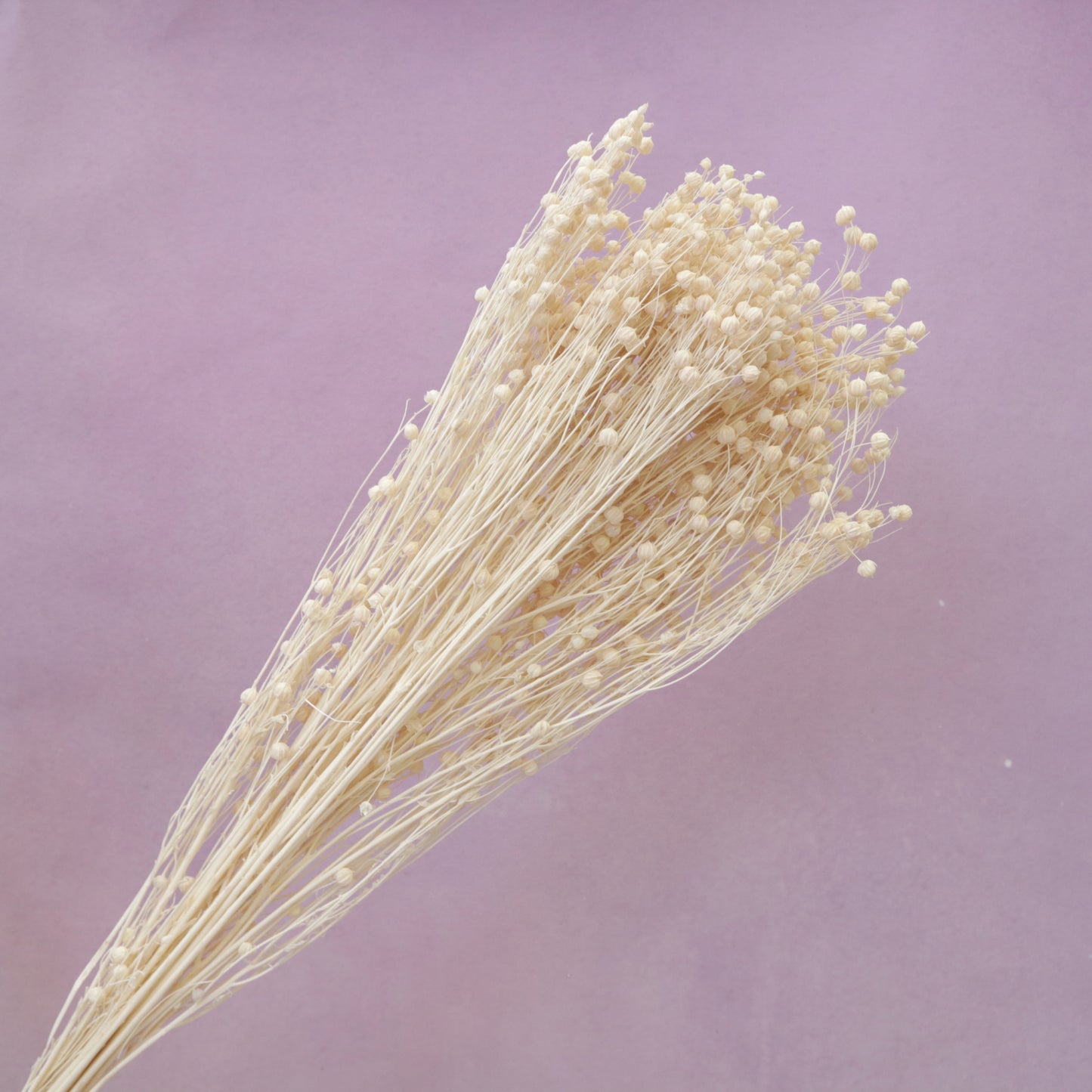 Hypericum Berries Off White