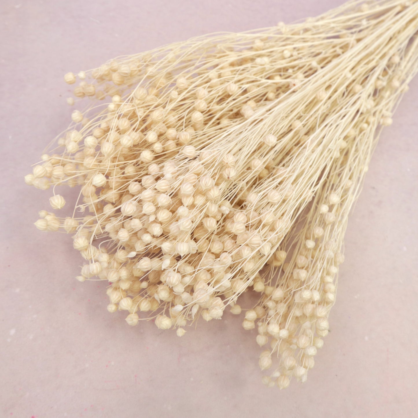 Hypericum Berries Off White