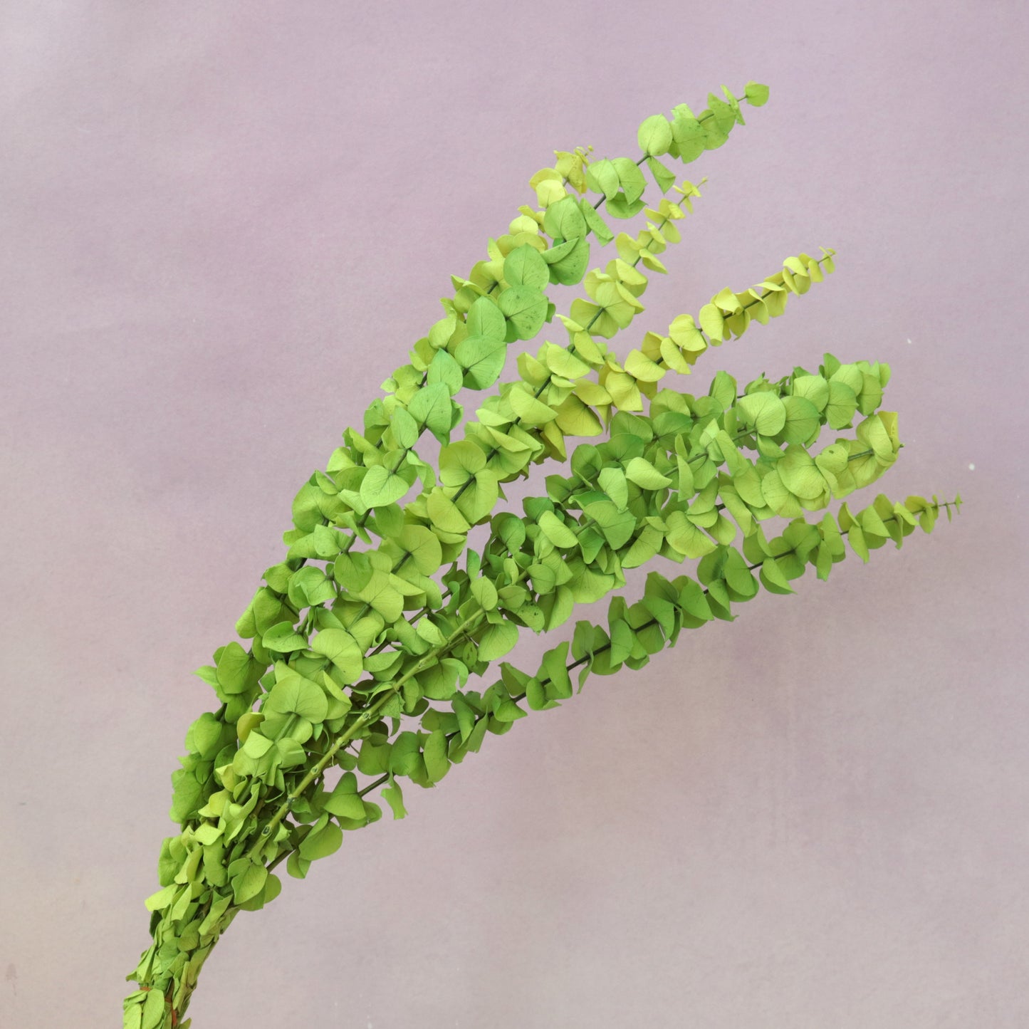 Dollar Gum Lime Green