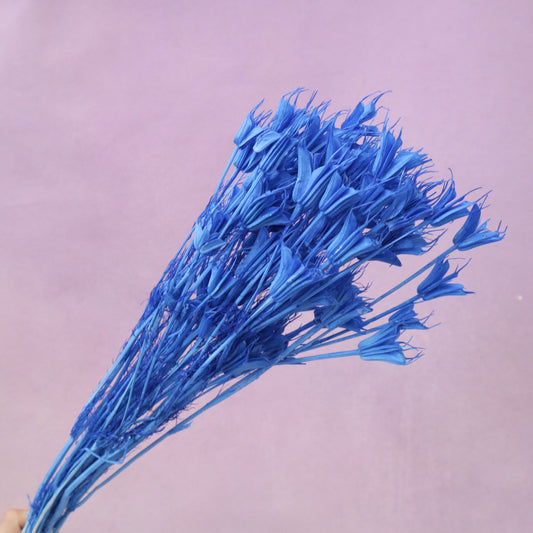 Nigella Sea Royal Blue