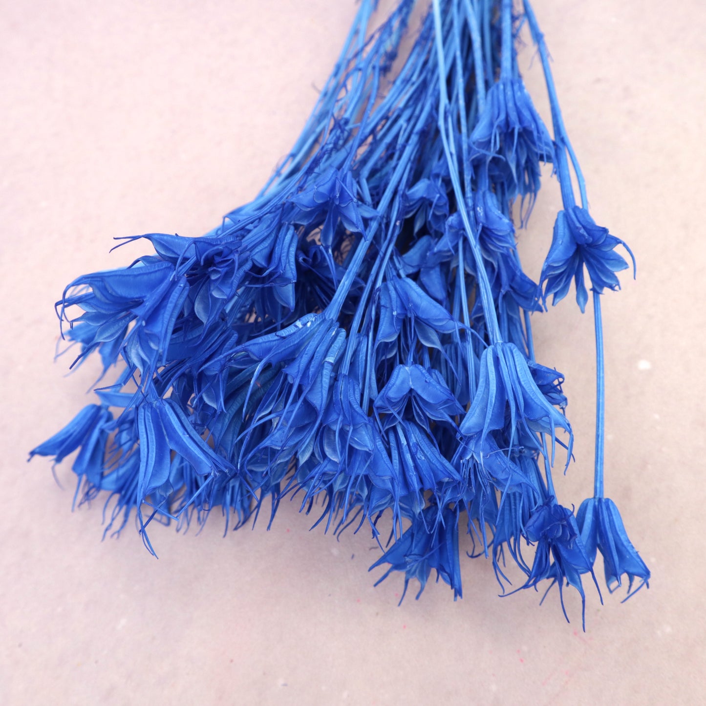 Nigella Sea Royal Blue