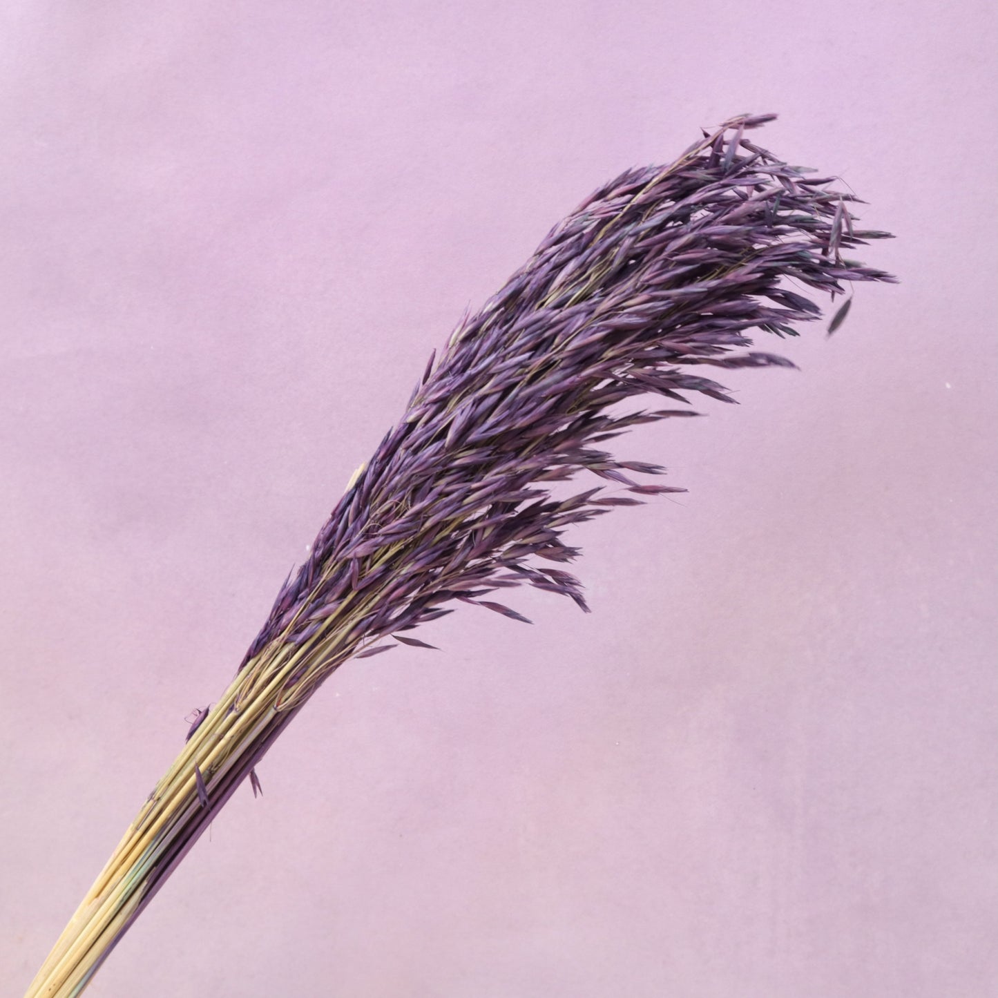 Dried Oat Purple