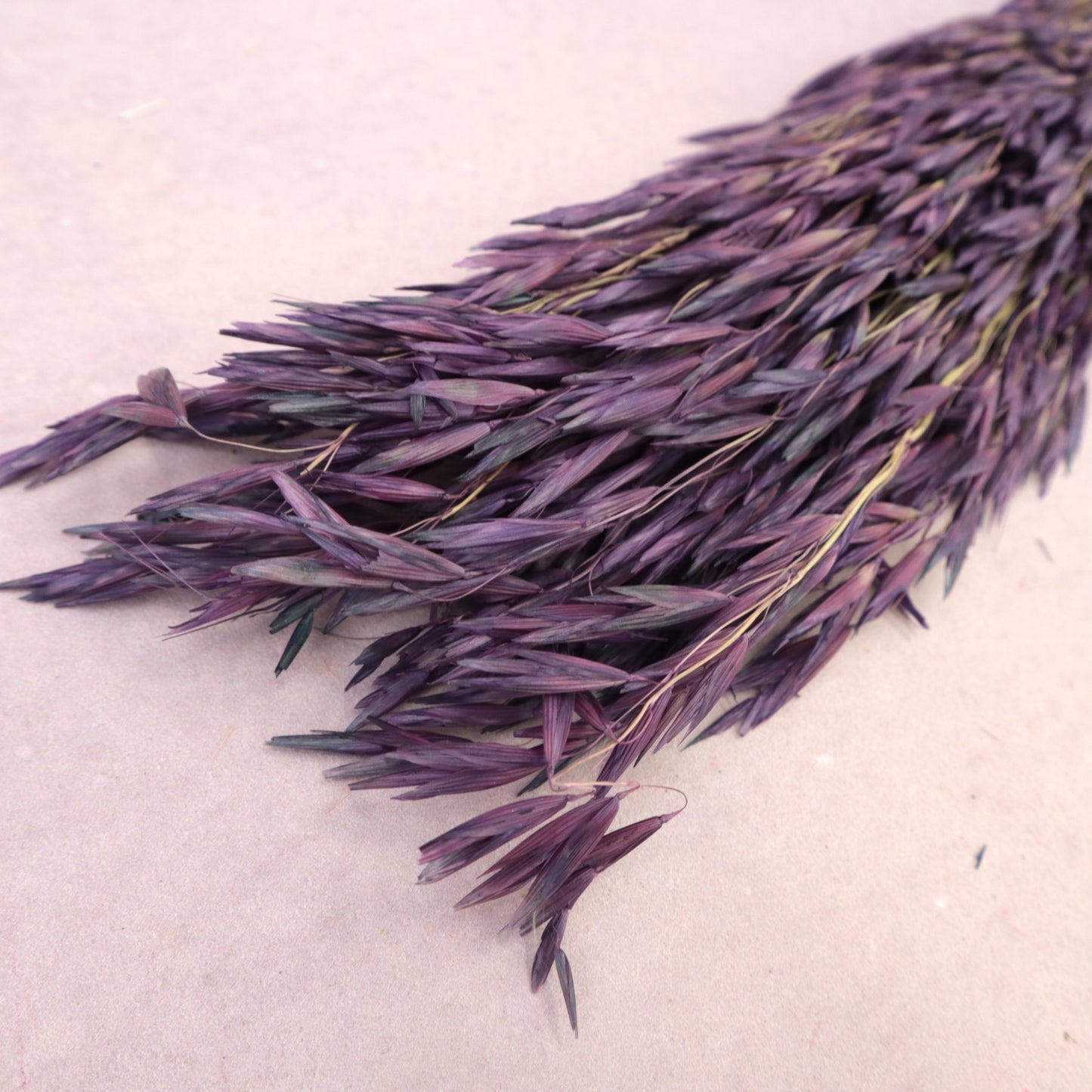 Dried Oat Purple
