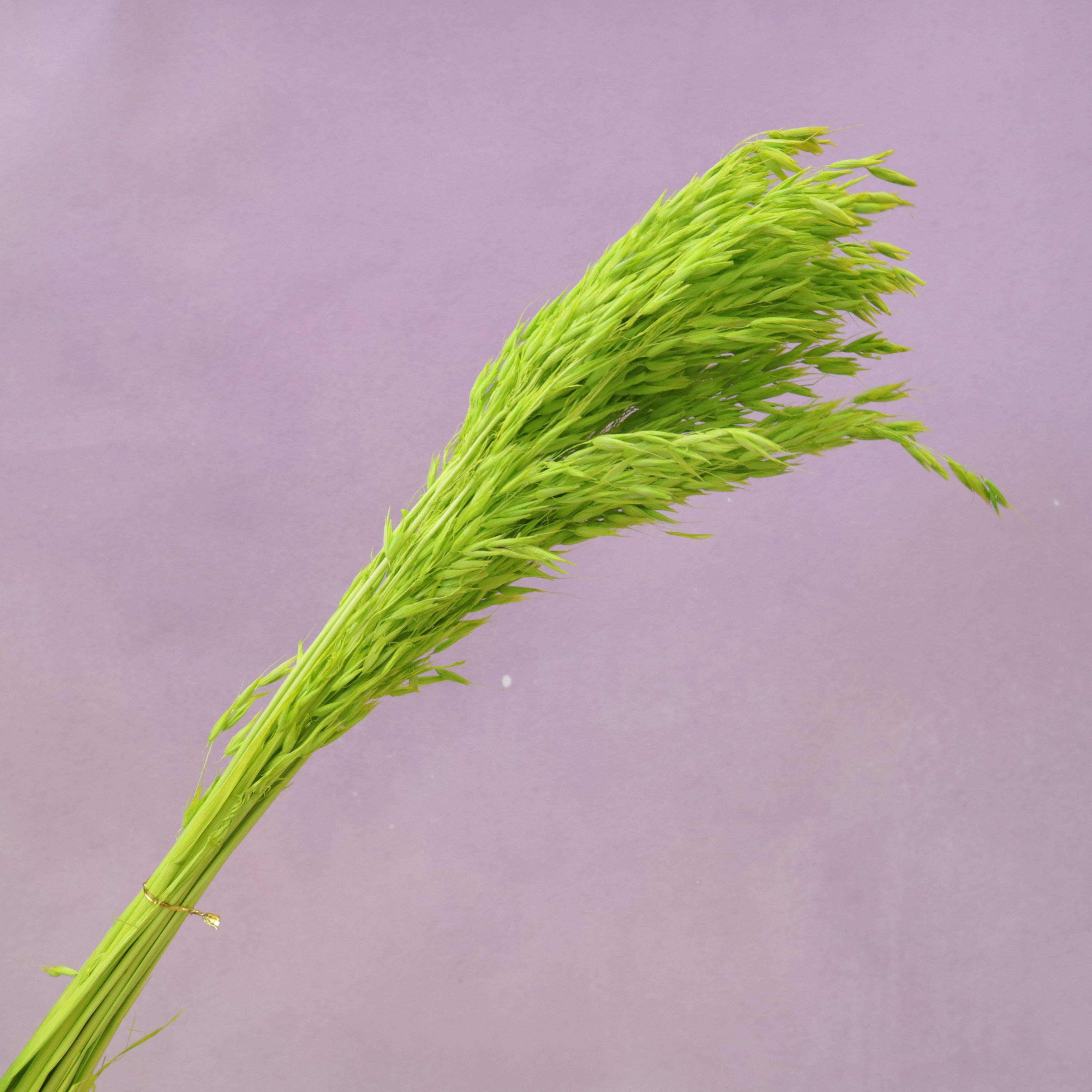 Dried Oat Lime Green