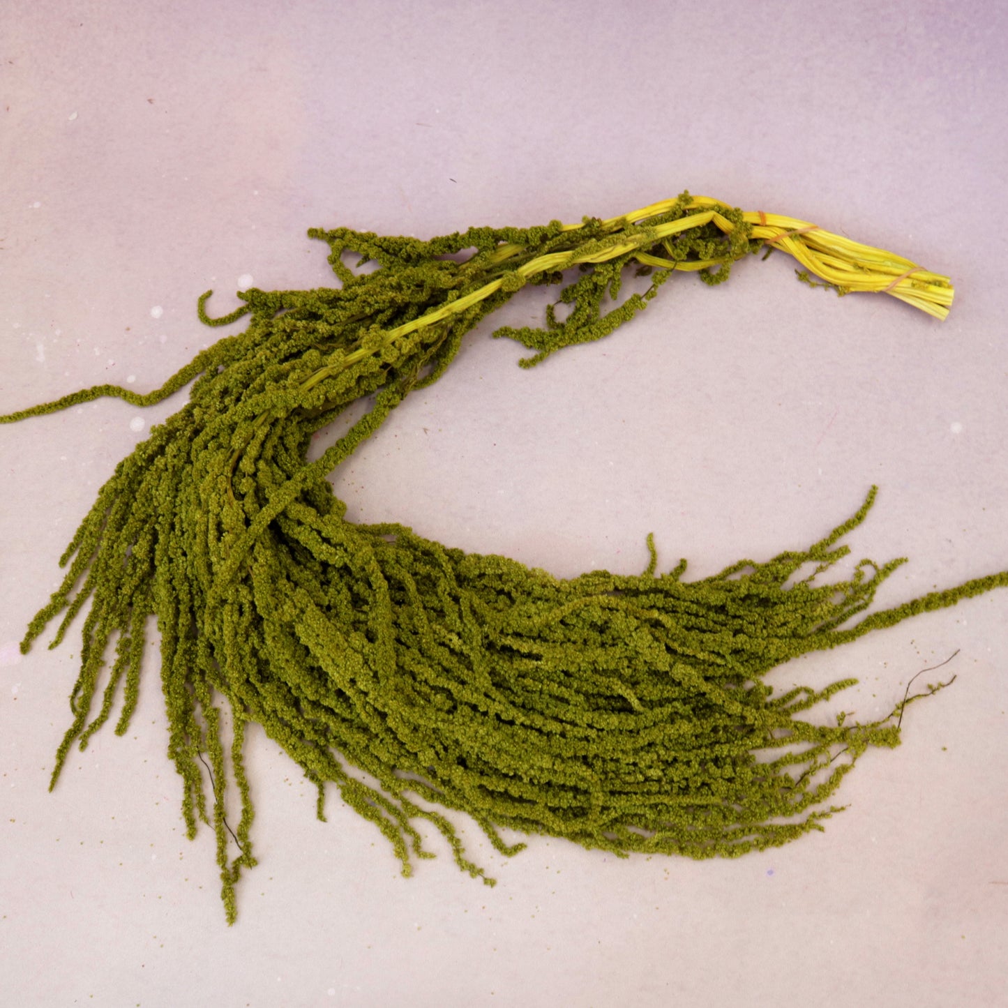 Amaranthus Olive Green
