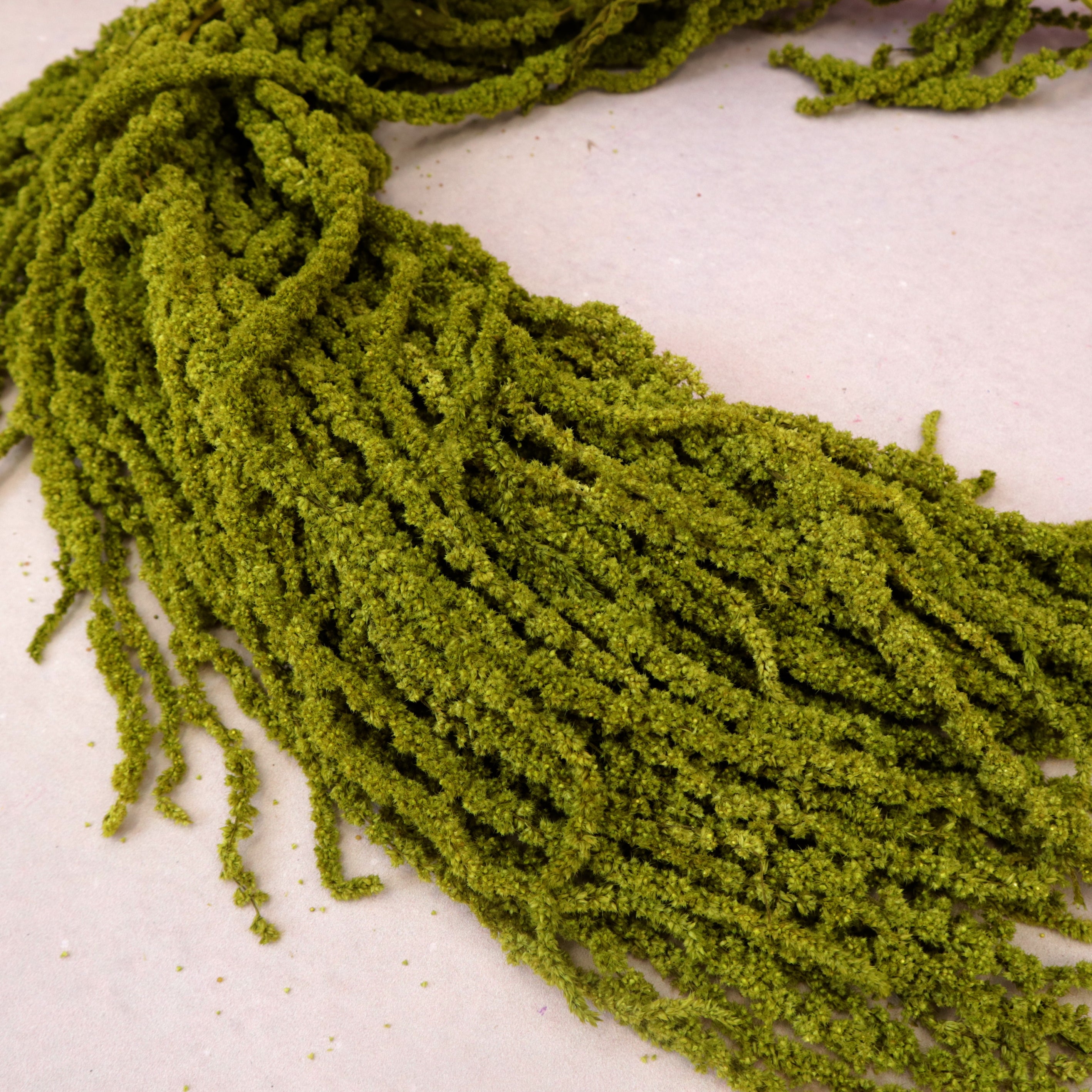 Amaranthus Olive Green