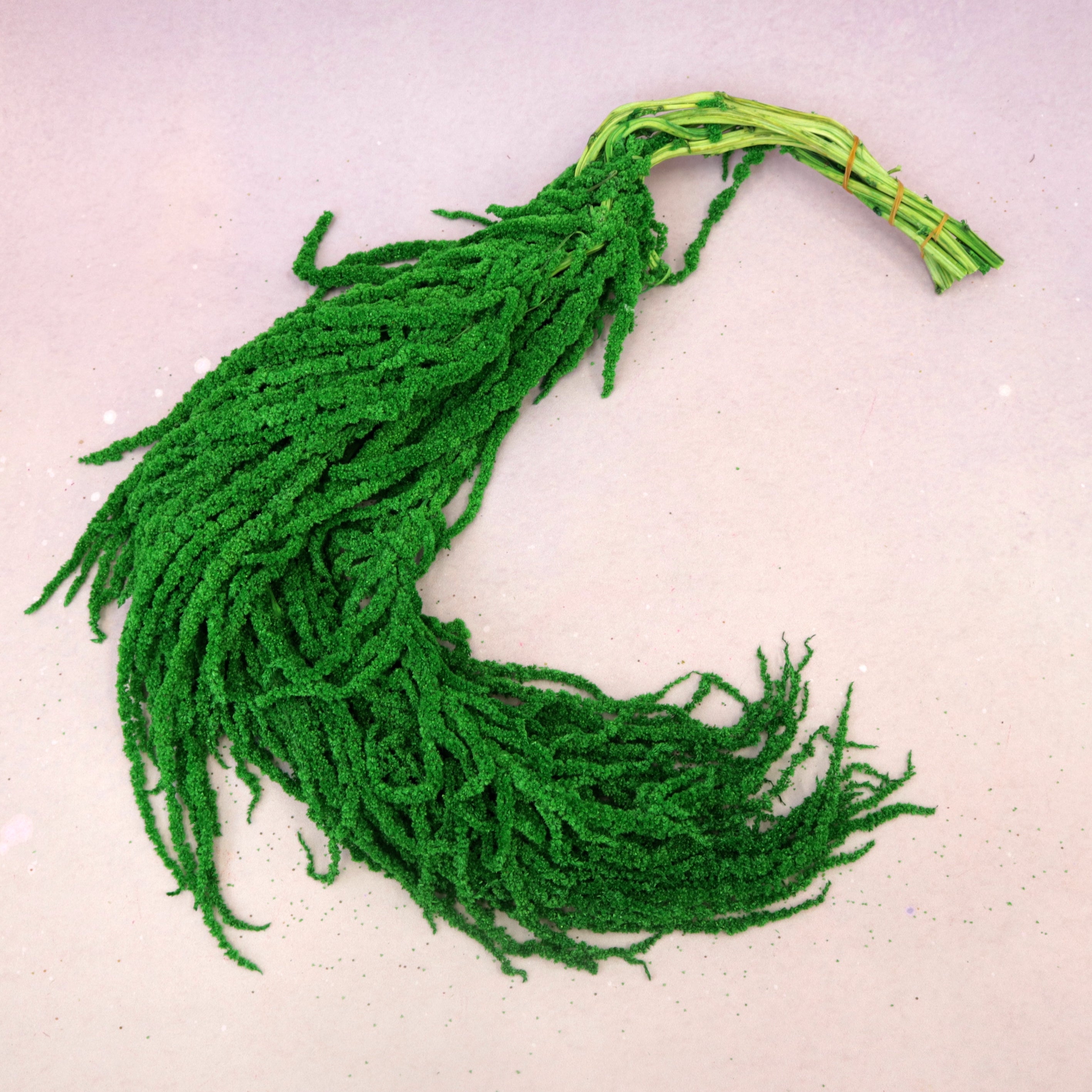 Amaranthus Emerald Green