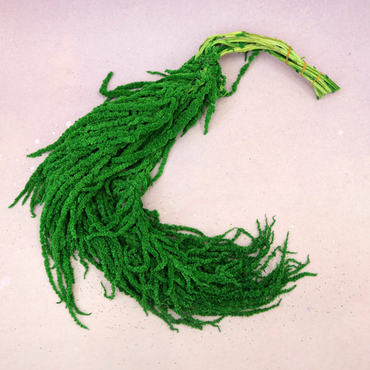 Amaranthus Emerald Green