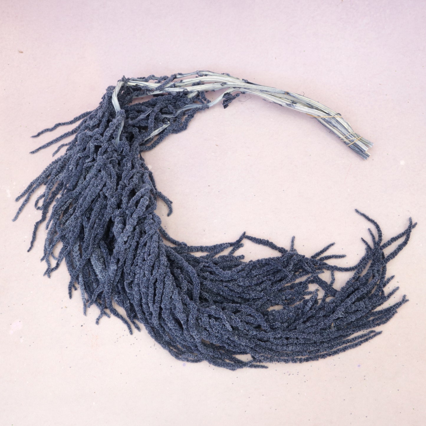 Amaranthus Dusty Blue