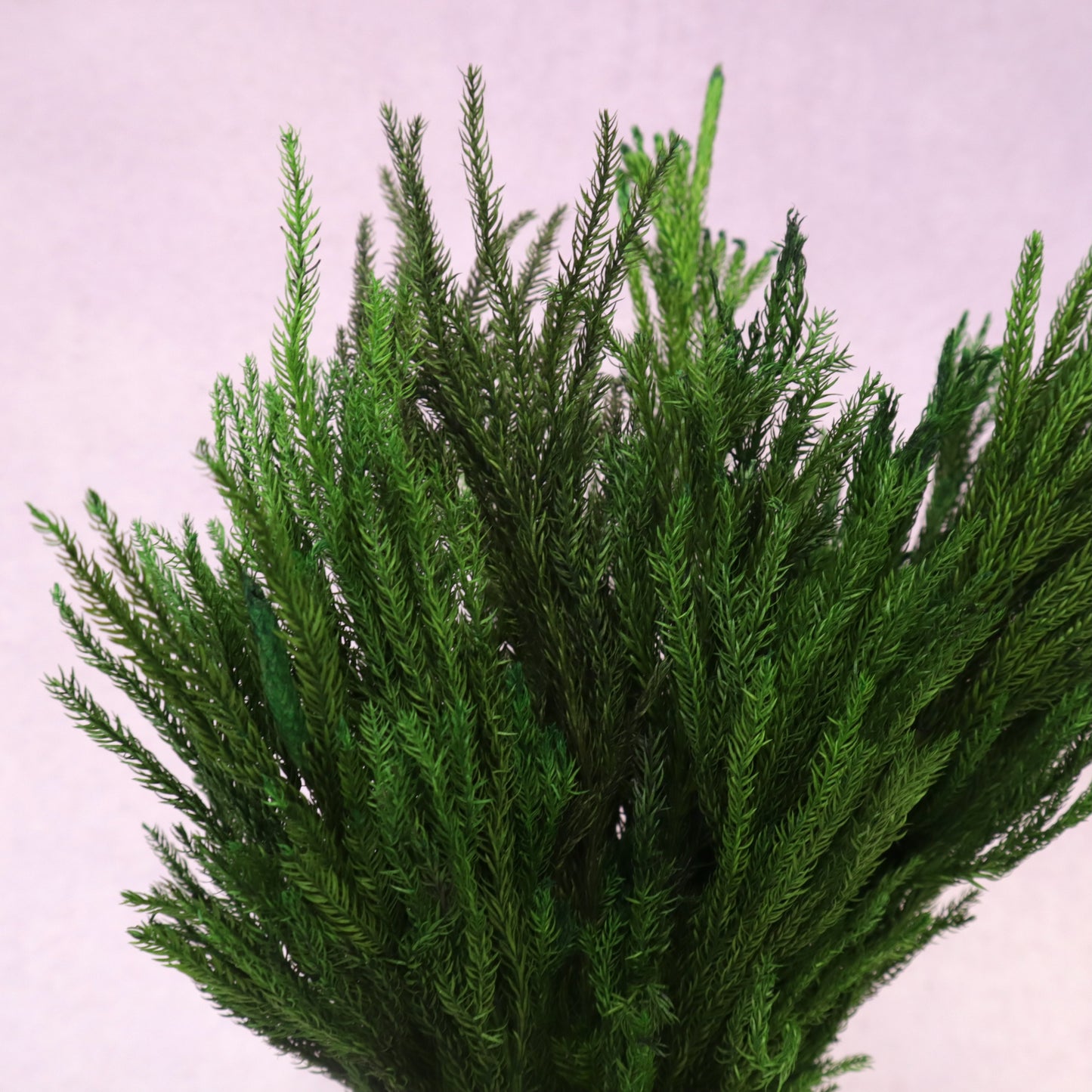 Preserved Lycopodium Green