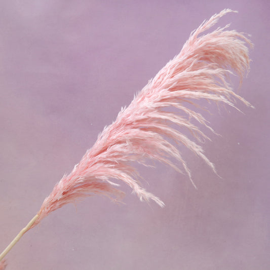 Pampas Grass Baby Pink
