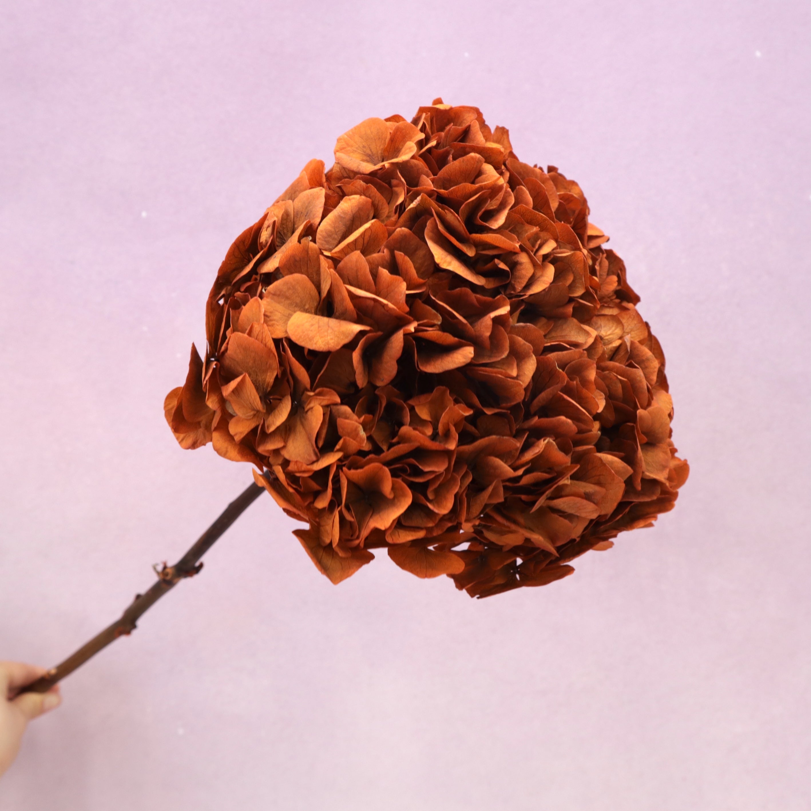 Hydrangea Bigleaf Burnt Orange