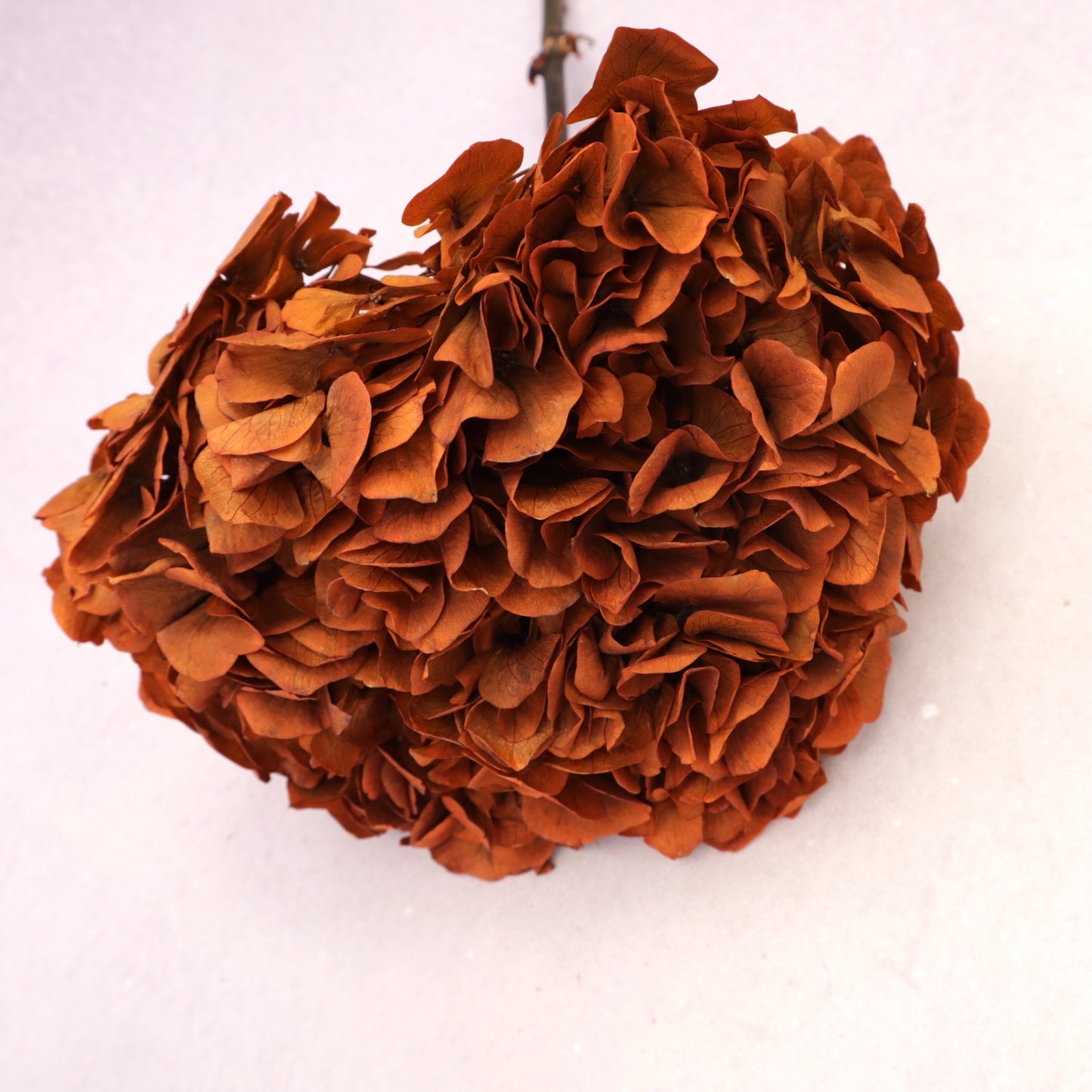 Hydrangea Bigleaf Burnt Orange