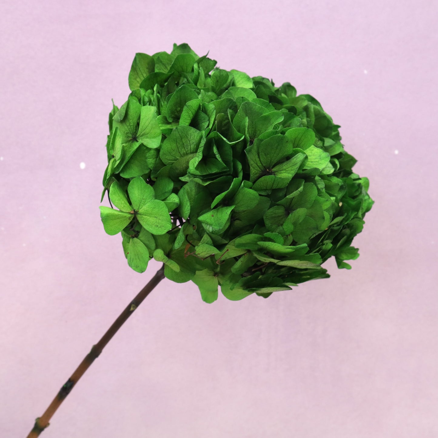 Hydrangea Bigleaf Grass Green