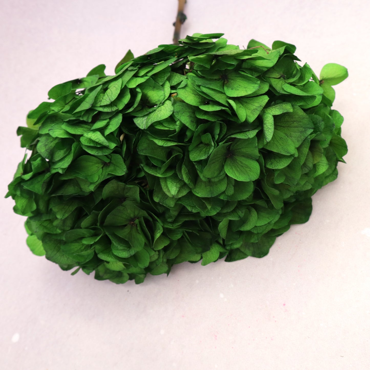 Hydrangea Bigleaf Grass Green