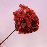 Hydrangea Bigleaf Deep Red