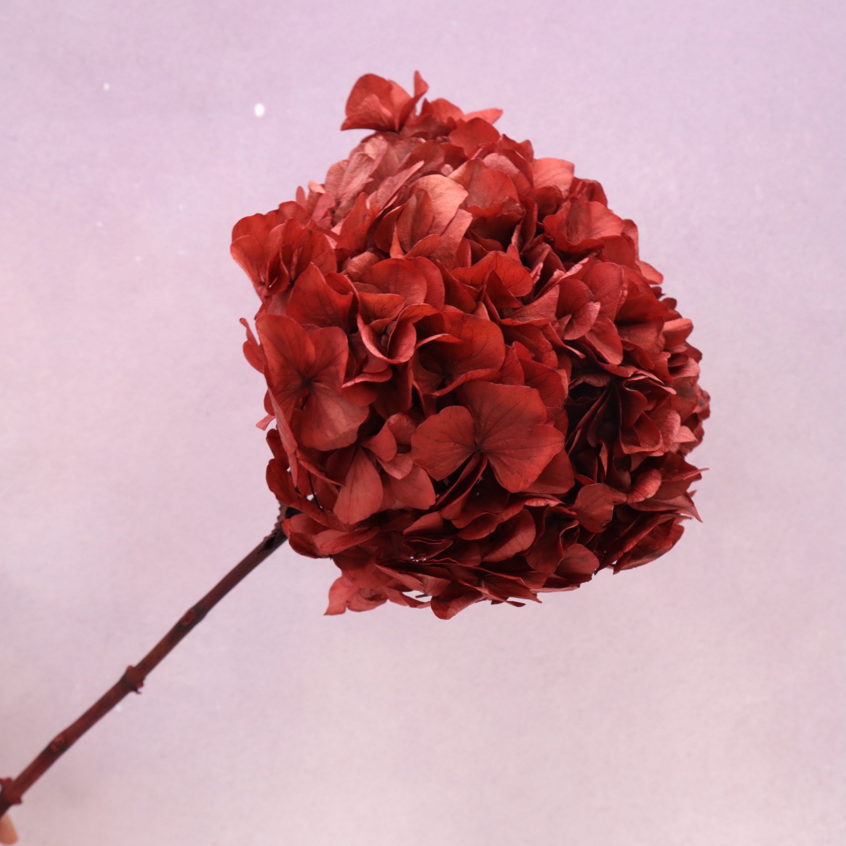 Hydrangea Bigleaf Deep Red