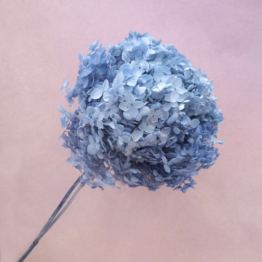 Annabelle Hydrangea Sky Blue