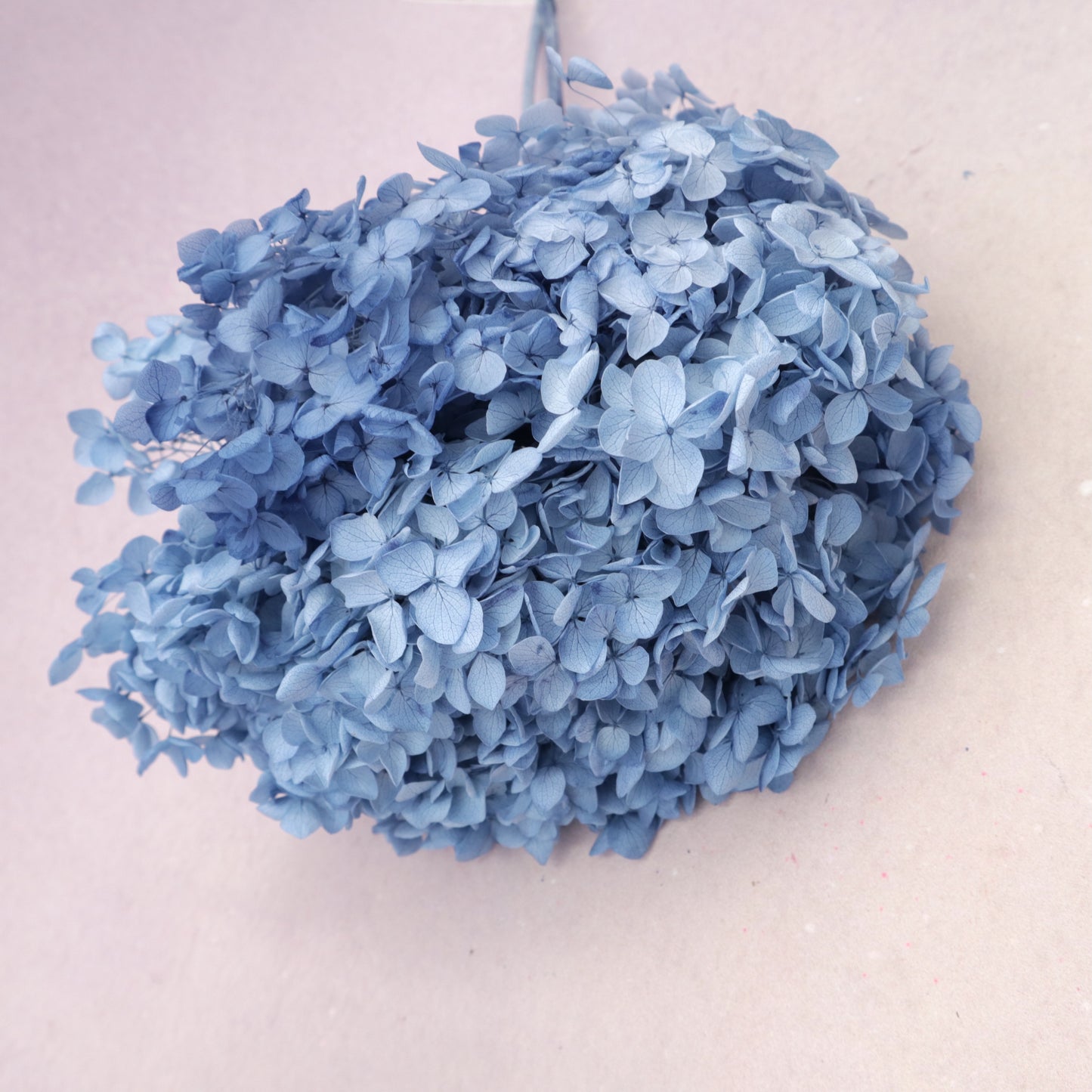 Annabelle Hydrangea Sky Blue