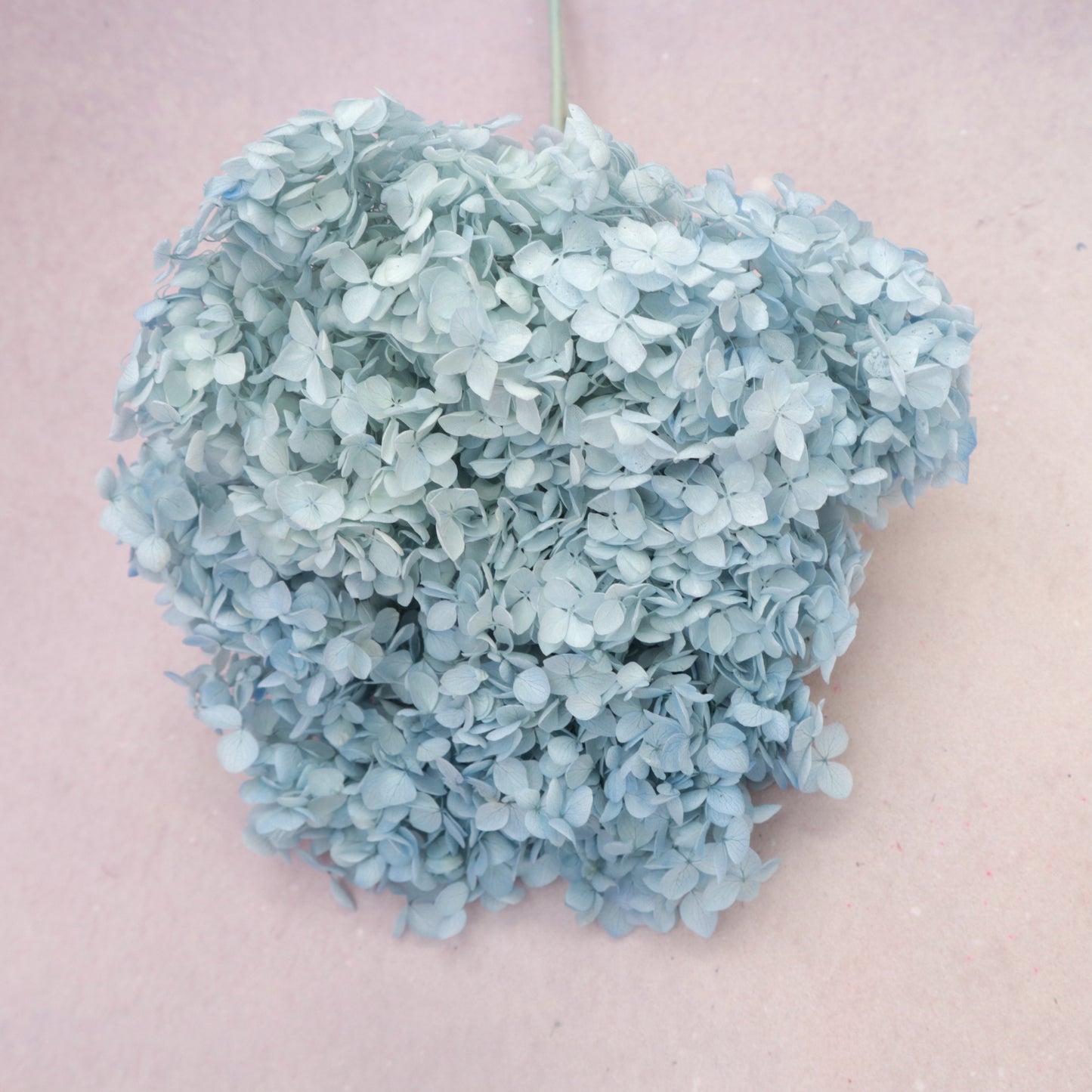 Annabelle Hydrangea Ombré Baby Blue