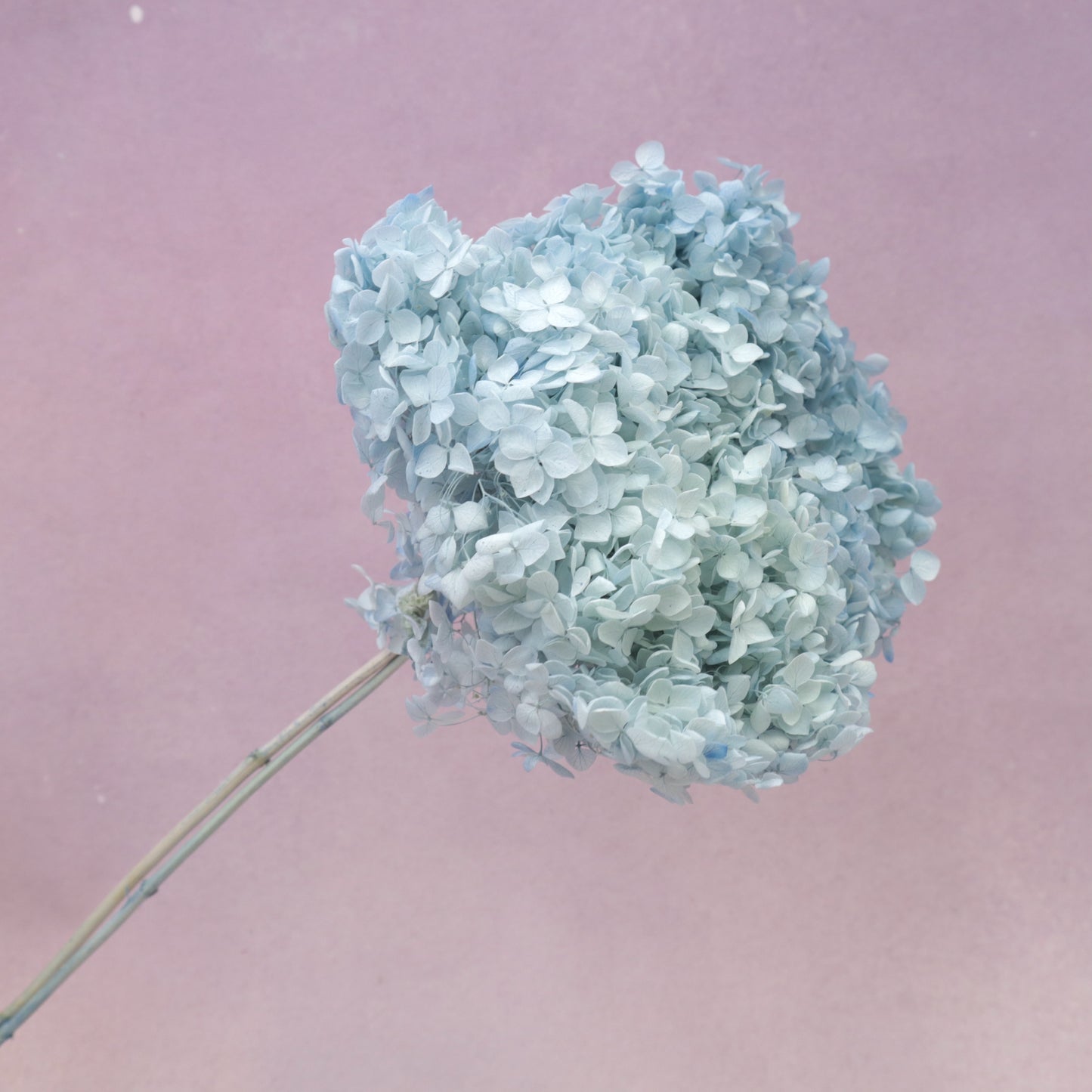 Annabelle Hydrangea Ombré Baby Blue