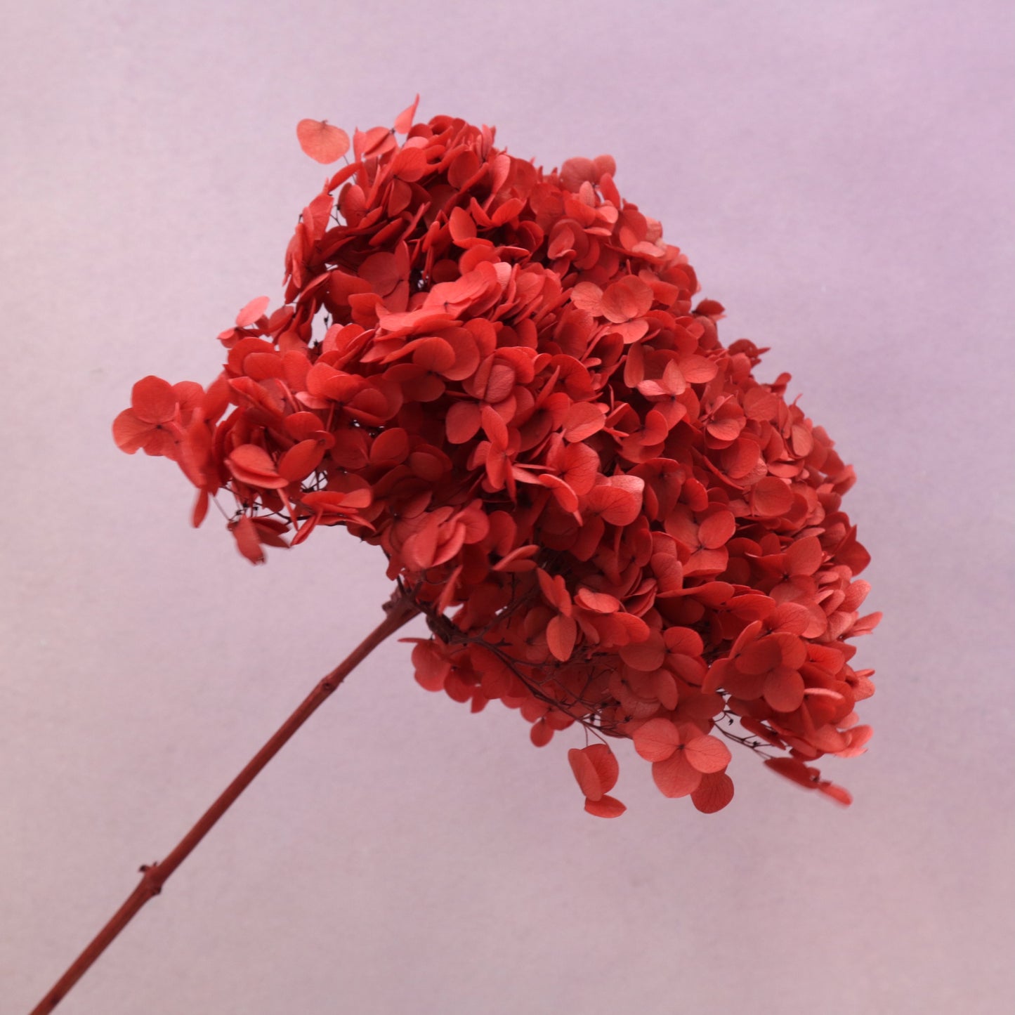 Annabelle Hydrangea Red