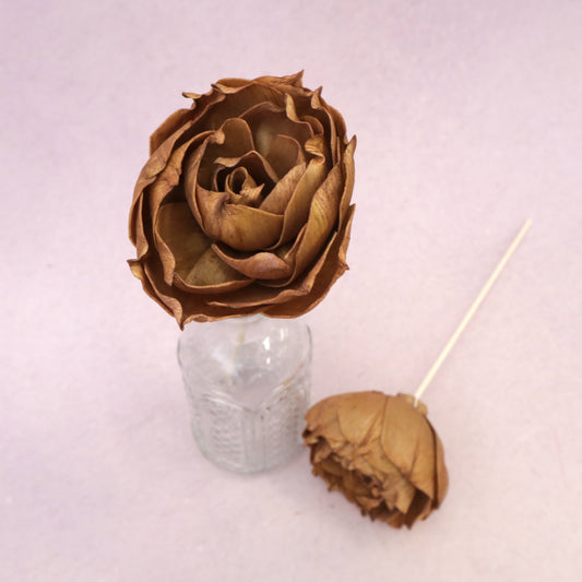 Rosa Chinensis Brown