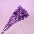Nigella Lilac
