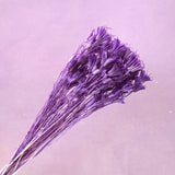 Nigella Lilac