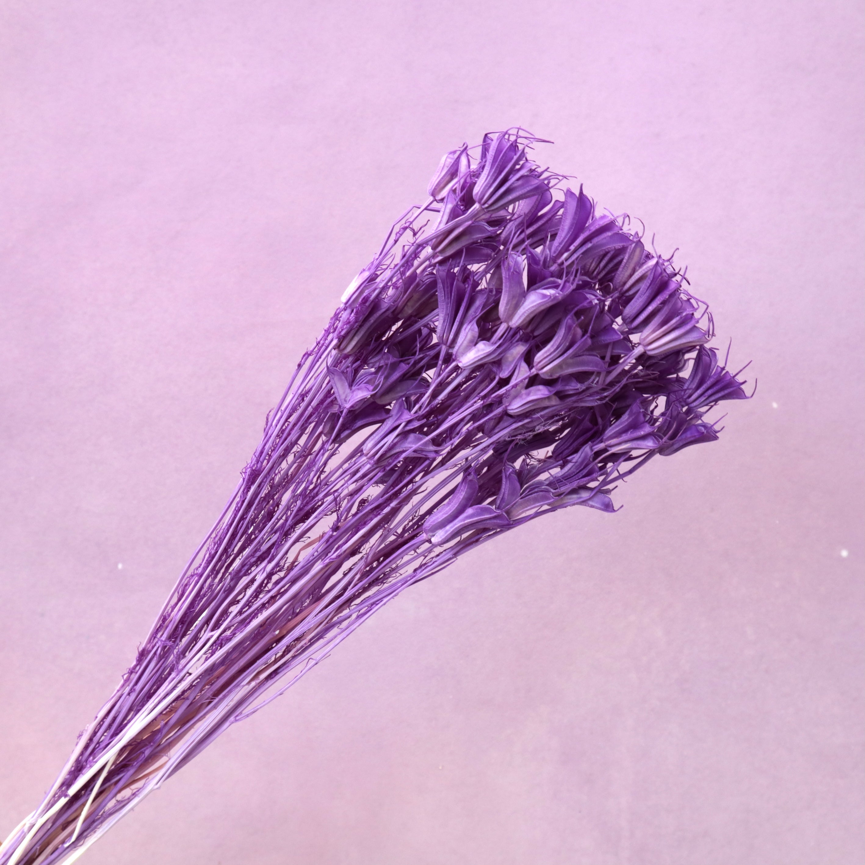 Nigella Lilac