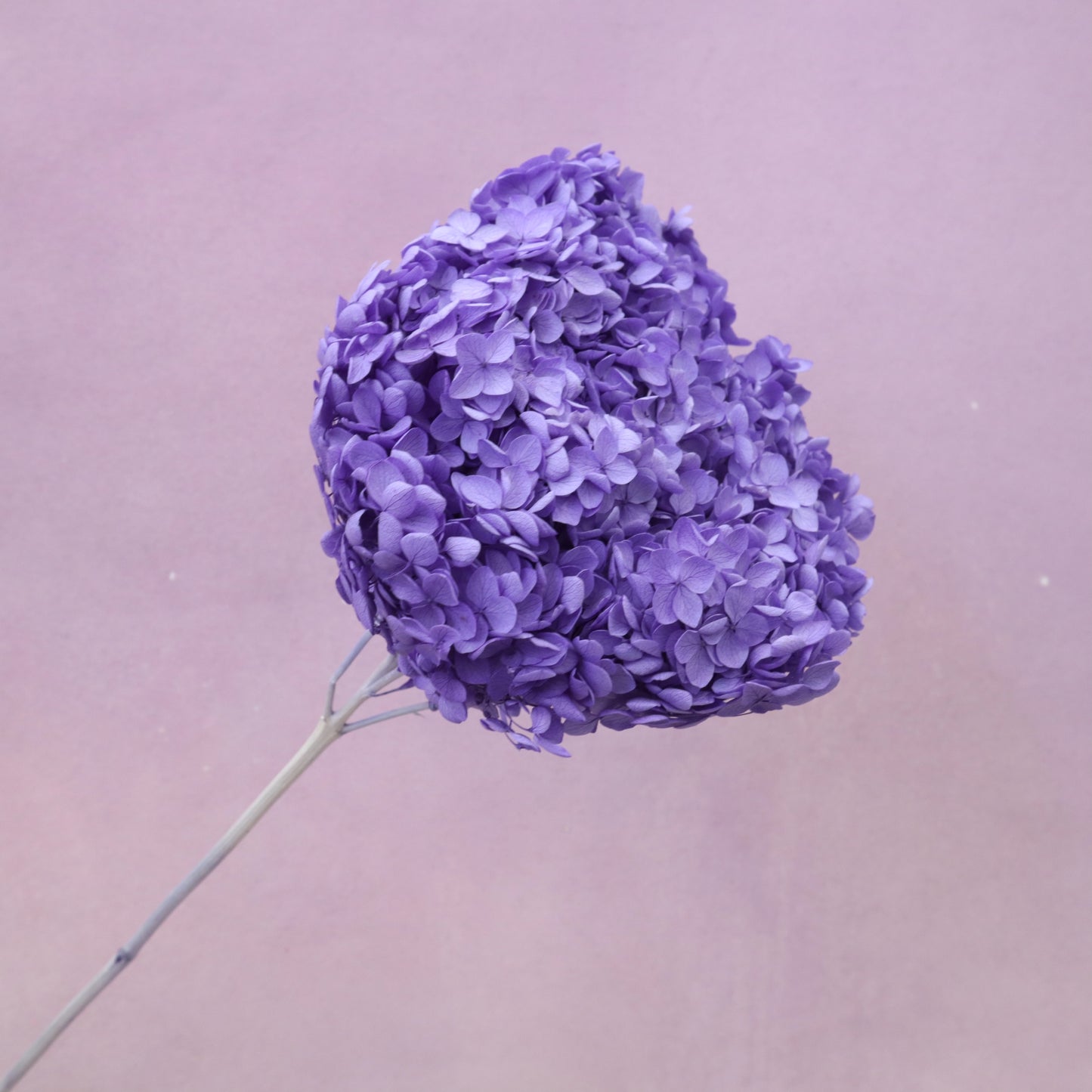 Annabelle Hydrangea Iris Purple