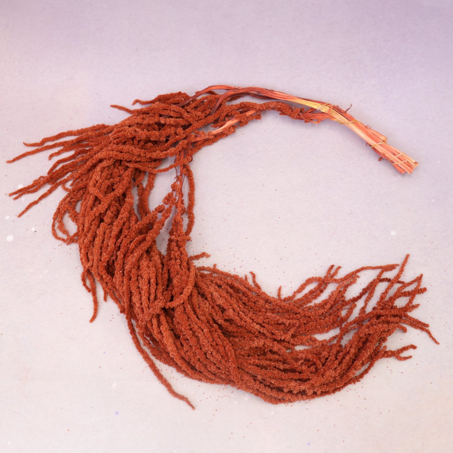 Amaranthus Burnt Orange