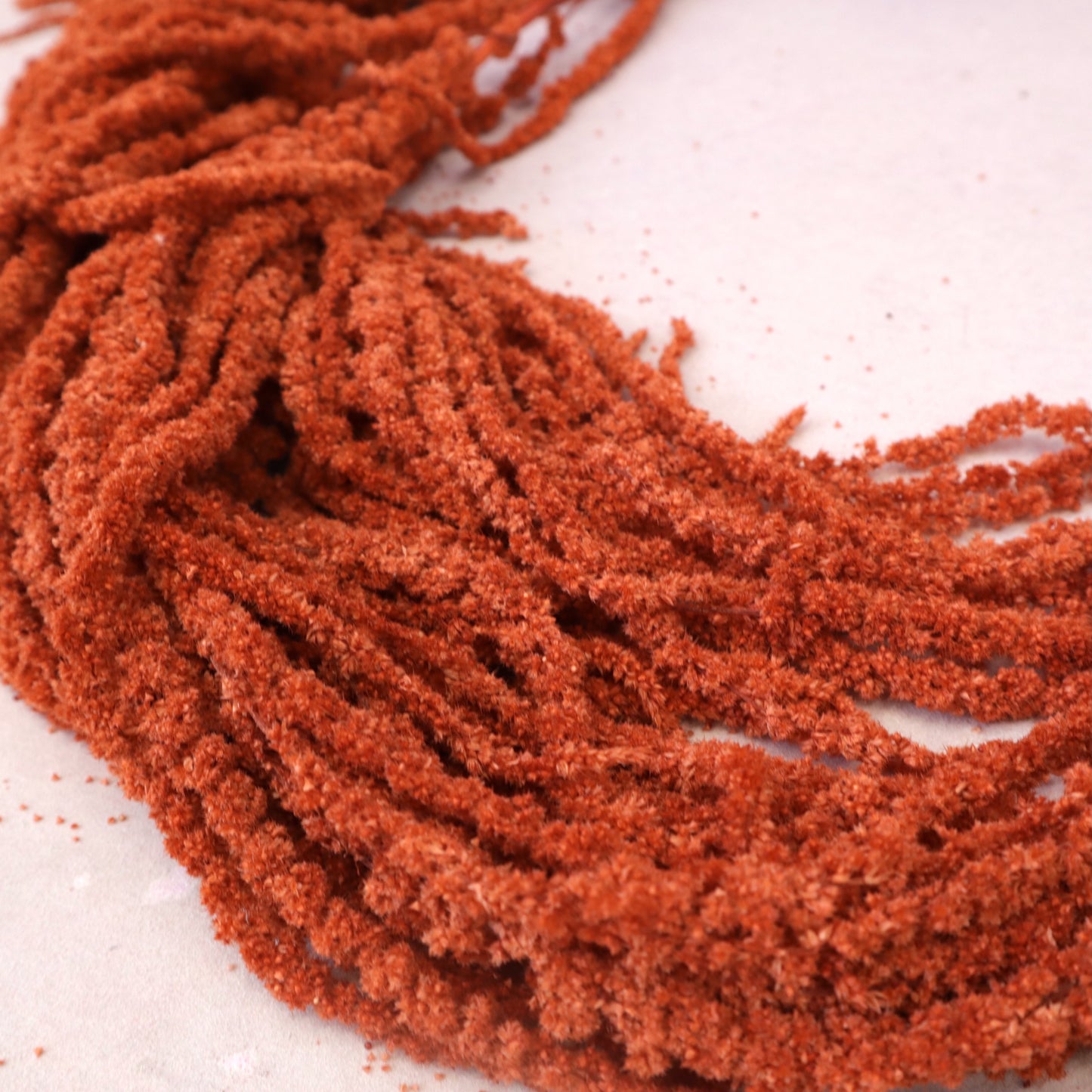 Amaranthus Burnt Orange