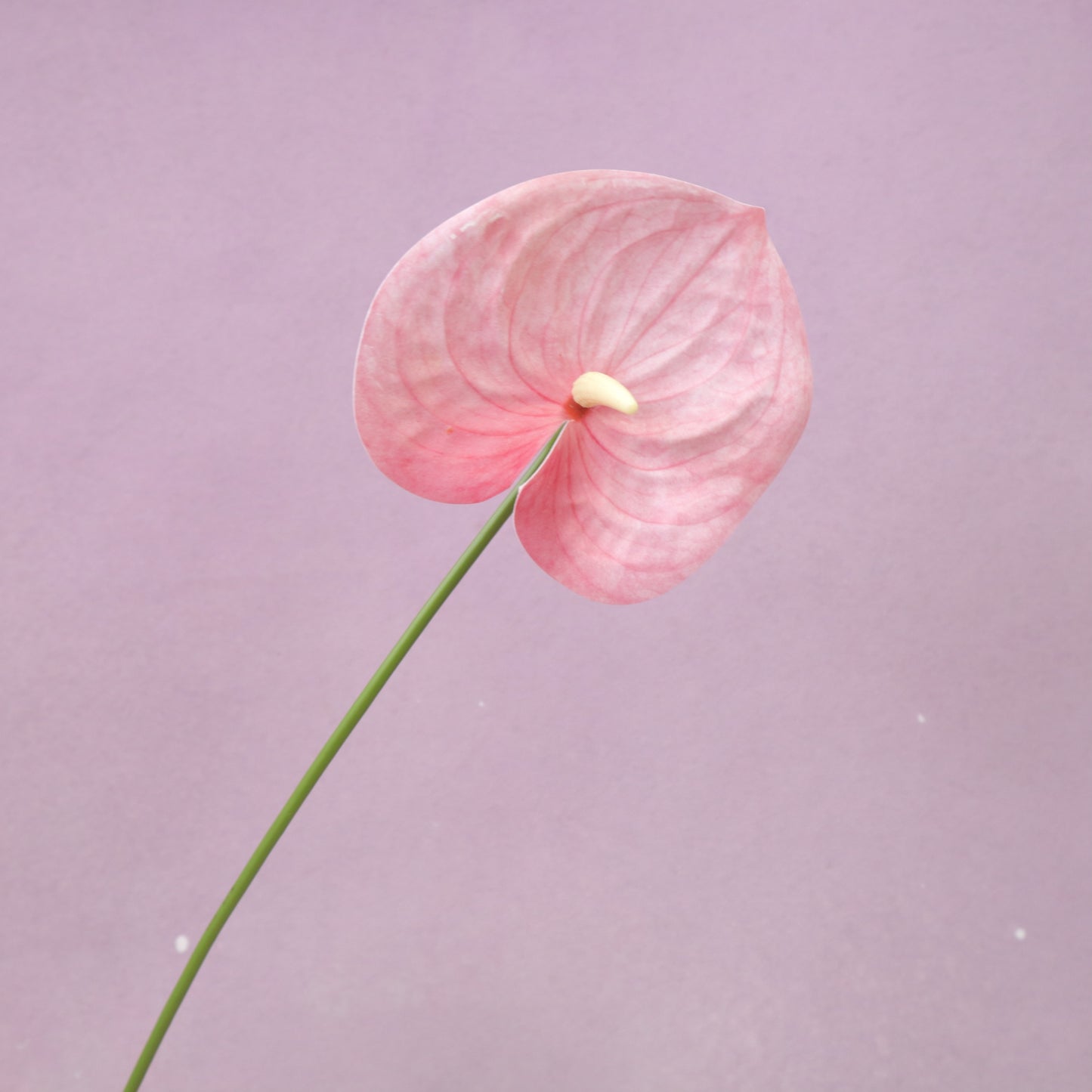 Artificial Anthurium (Small)