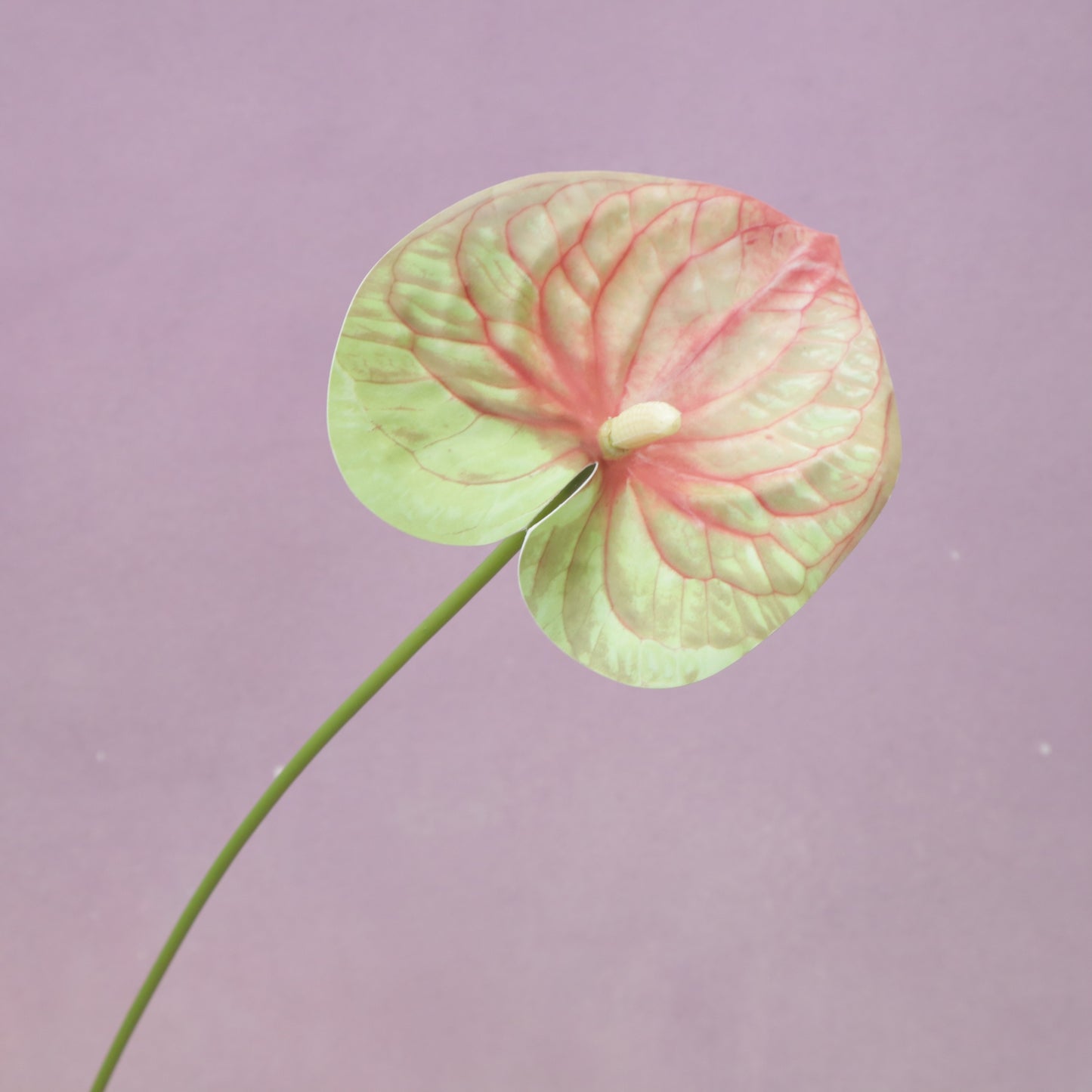 Artificial Anthurium (Small)