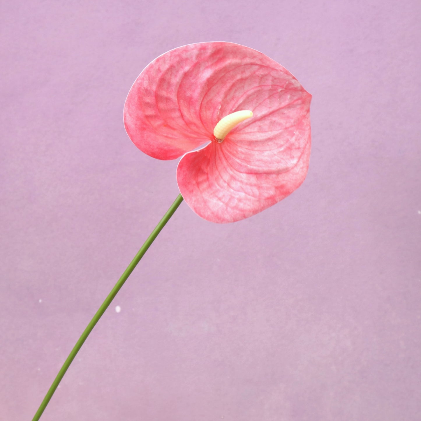 Artificial Anthurium (Small)